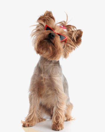 Photo for Curious cool yorkshire terrier puppy with sunglasses looking up and sitting in front of white background - Royalty Free Image