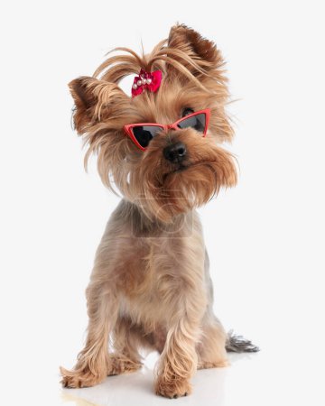 Photo for Curious little yorkie female dog with sunglasses and red bow with pearls looking up and tilting head while sitting on white background - Royalty Free Image
