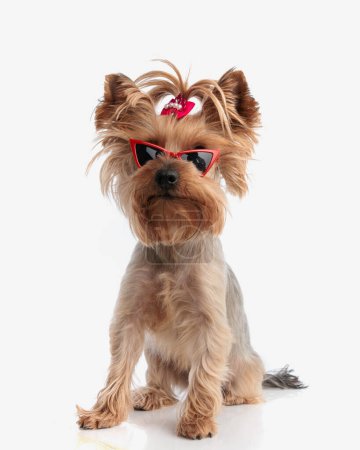 Photo for Cute yorkshire terrier puppy with bow ponytail and sunglasses sitting and looking forward in front of white background - Royalty Free Image