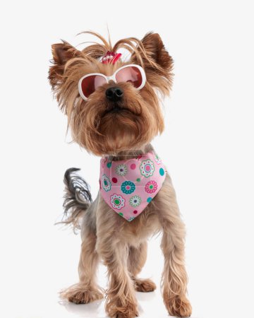 Photo for Curious little yorkshire terrier dog with sunglasses and pink bandana around neck standing and looking far away in front of white background - Royalty Free Image