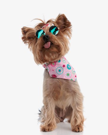 Foto de Divertido yorkshire terrier perro con gafas de sol, lazo rojo y bandana rosa alrededor del cuello que sobresale lengua y jadeo mientras está sentado sobre fondo blanco - Imagen libre de derechos