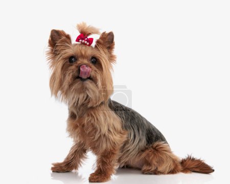 Photo for Greedy little yorkshire terrier with red bow ponytail sticking out tongue and licking nose while sitting in front of white background - Royalty Free Image