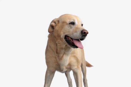 Photo for Cute golden retriever puppy looking to side and sticking out tongue while standing in front of white background - Royalty Free Image