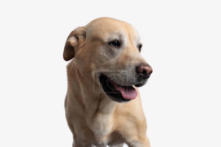 Téléchargez les photos : Beau chien golden retriever regardant sur le côté et haletant avec la langue tout en se tenant debout sur fond blanc en studio - en image libre de droit