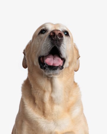 Photo for Excited golden retriever dog sticking out tongue and panting while looking up and waiting for a snack in front of white background - Royalty Free Image