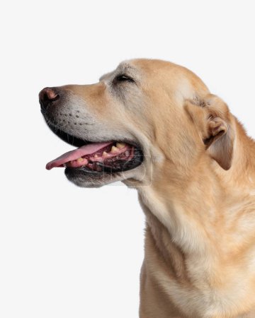 Téléchargez les photos : Mignon chien goldie colsing yeux, collant la langue et haletant sur le côté tout en étant assis devant fond blanc - en image libre de droit