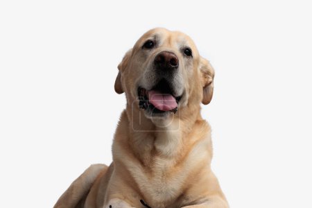 Photo for Beautiful golden retriever puppy sticking out tongue and panting while looking up and laying down on white background - Royalty Free Image