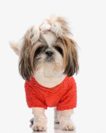 Téléchargez les photos : Portrait de beau petit chien shih tzu avec des queues de cheval en veste rouge debout et regardant vers l'avant sur fond blanc - en image libre de droit