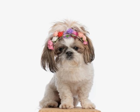 Photo for Cute little shih tzu dog with flowers headband sitting and looking down in front of white background - Royalty Free Image