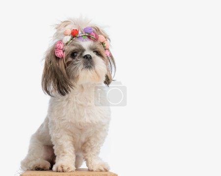 Foto de Dulce pequeño shih tzu hembra cachorro usando colorido flores diadema mirando hacia arriba y sentado sobre fondo blanco - Imagen libre de derechos