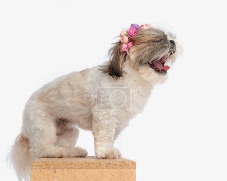 Photo for Side view of sleepy shih tzu dog with flowers headband yawning, being tired while sitting in front of white background - Royalty Free Image
