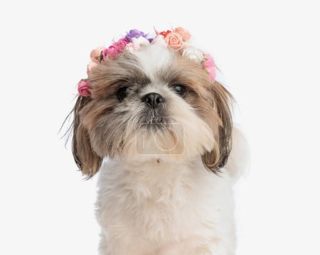 Foto de Retrato de dulce pequeño shih tzu perro con coloridas flores diadema mirando hacia adelante en frente de fondo blanco - Imagen libre de derechos