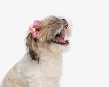 Photo for Funny shih tzu dog with flowers headband looking up and barking, asking for food while sitting in front of white background - Royalty Free Image