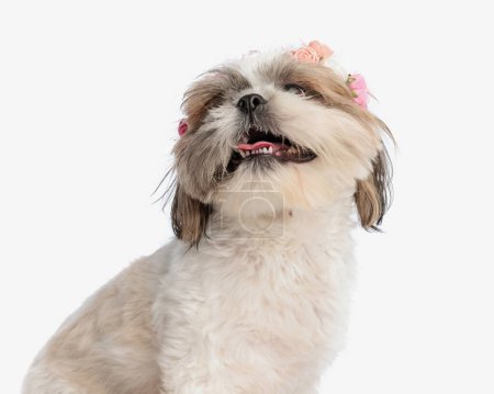 Photo for Excited little shih tzu puppy with flowers headband looking up, panting, sticking out tongue and sitting in front of white background - Royalty Free Image