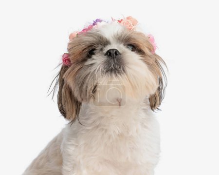 Photo for Cute timid shih tzu female dog with colorful flowers headband looking up and sitting in front of white background - Royalty Free Image