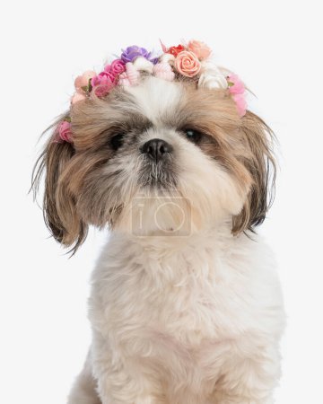 Photo for Portrait of beautiful shih tzu dog with flowers headband looking forward and sitting in front of white background - Royalty Free Image