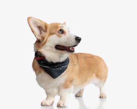 Photo for Curious corgi wearing black bandana looking up to side while standing on white background - Royalty Free Image