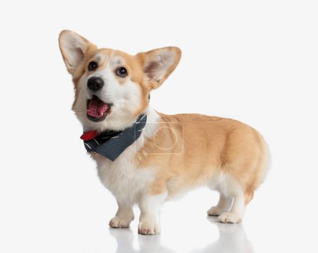 Photo for Surprised corgi wearing black scarf and collar looking up while standing on isolated background - Royalty Free Image