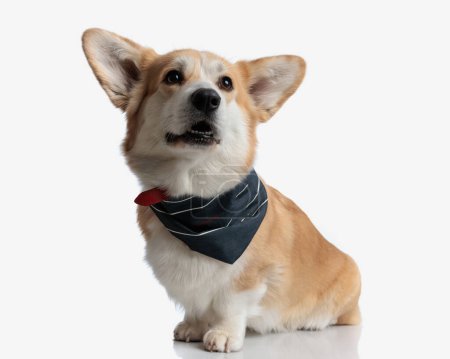 Photo for Curious welsh corgi with collar and neck scarf looking up to side while sitting on isolated background - Royalty Free Image