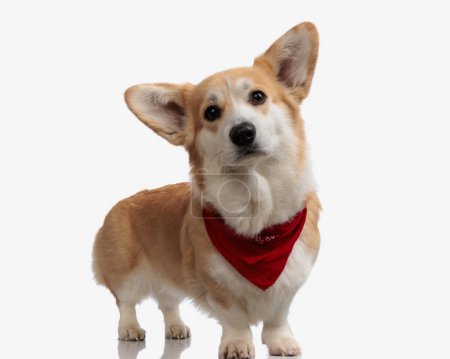 Foto de Precioso cachorro corgi con bufanda roja de pie sobre fondo aislado - Imagen libre de derechos