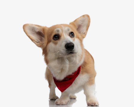 Photo for Cute corgi wearing neck red scarf stepping on white background while looking to side - Royalty Free Image