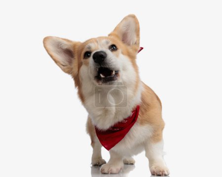 Foto de Divertido buscando cachorro corgi con la boca abierta usando bufanda roja, mientras que de pie sobre fondo blanco - Imagen libre de derechos