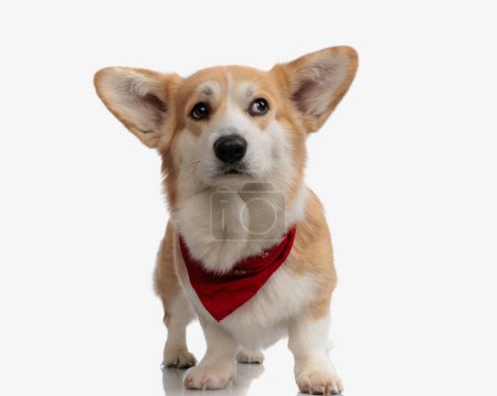 Photo for Curious corgi looking to side while stepping forward on isolated background - Royalty Free Image