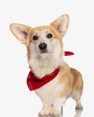 Photo for Cute corgi with big ears wearing red bandana while standing on isolated background - Royalty Free Image