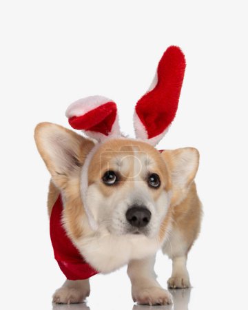 Téléchargez les photos : Mignon petit corgi portant des oreilles de lapin bandeau rouge et écharpe tout en se tenant debout sur fond isolé - en image libre de droit