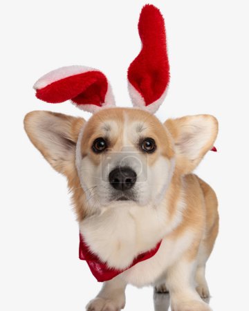 Téléchargez les photos : Mignon corgi portant des oreilles de lapin de Pâques rouge et bandana debout sur fond blanc - en image libre de droit