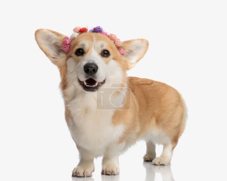 Photo for Adorable corgi wearing colorful flowers headband standing with tongue exposed on white background - Royalty Free Image