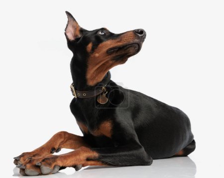 Photo for Curious dobermann wearing collar looking up to side while lying on isolated background - Royalty Free Image