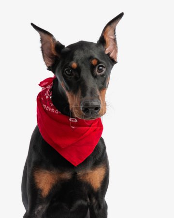 Photo for Closeup of adorable dobermann wearing red bandana while sitting on white background - Royalty Free Image