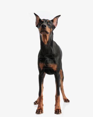 Photo for Curious doberman pinscher looking up while standing on isolated white background - Royalty Free Image
