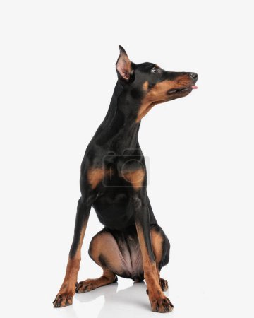 Photo for Seated dobermann panting and looking to side on white background - Royalty Free Image