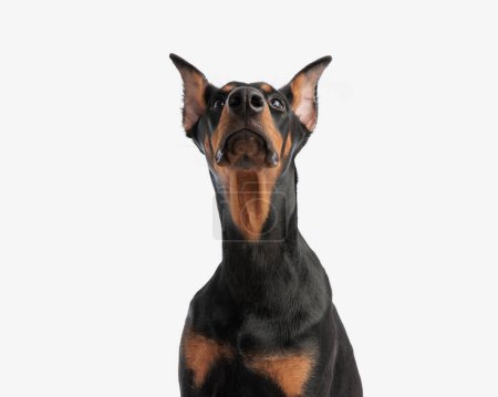 Photo for Closeup of curious doberman pinscher looking up while sitting on white background - Royalty Free Image