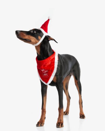 Photo for Cute dobermann wearing santa hat and costume looking to side while standing on white background - Royalty Free Image