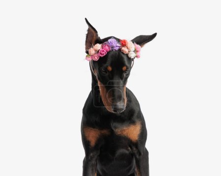 Photo for Curious dobermann wearing flowers headband looking down while sitting on isolated background - Royalty Free Image