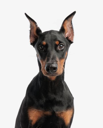 Photo for Portrait of adorable dobermann sitting on white background - Royalty Free Image