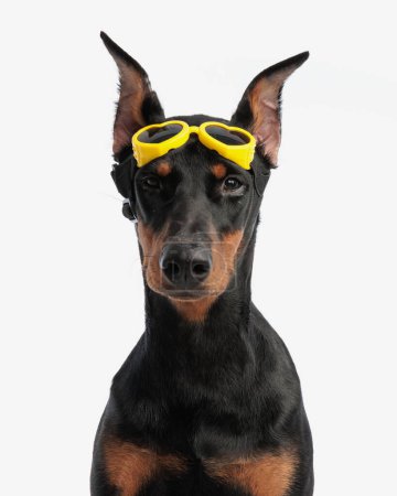 Photo for Cute doberman pinscher wearing yellow heart shape goggles on its forehead on isolated background - Royalty Free Image