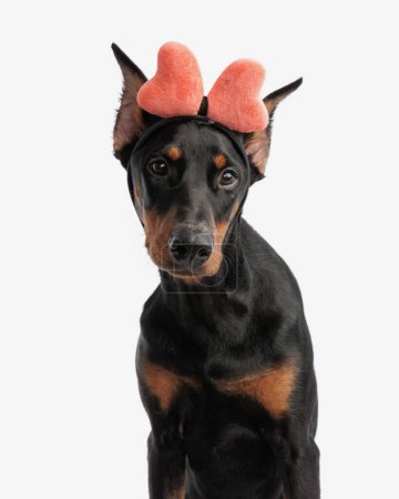Photo for Closeup of lovely dobermann wearing pink bow headband while sitting on isolated background - Royalty Free Image