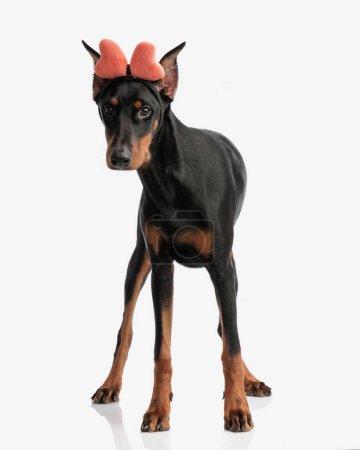Photo for Adorable dobermann puppy wearing pink heart shape headband while standing on white background - Royalty Free Image