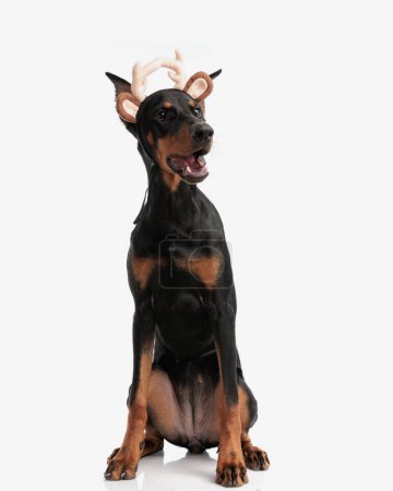 Photo for Cute doberman pinscher wearing antlers and ears headband while barking and looking to side on isolated background - Royalty Free Image