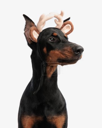 Photo for Closeup of dobermann wearing reindeer antlers and ears headband while looking to side on white background - Royalty Free Image