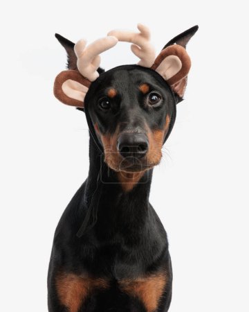 Photo for Doberman pinscher with antlers and ears headband sitting on white background, portrait picture - Royalty Free Image