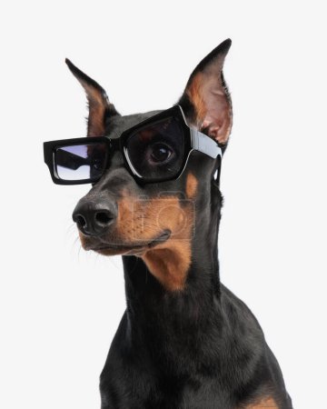 Photo for Closeup of cute dobermann wearing nerd glasses while looking to side on white background - Royalty Free Image