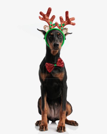Photo for Cute dobermann wearing reindeers headband and bowtie while sitting on isolated background - Royalty Free Image