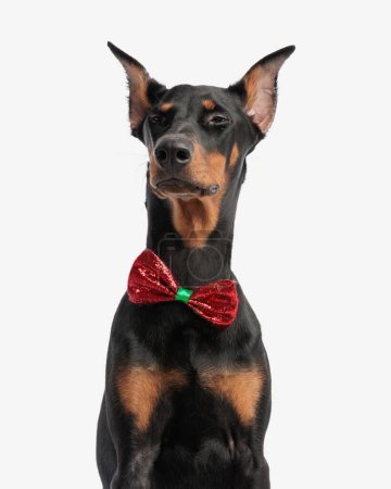 Photo for Closeup of gentleman dobermann sitting and looking arrogant to side on white background - Royalty Free Image