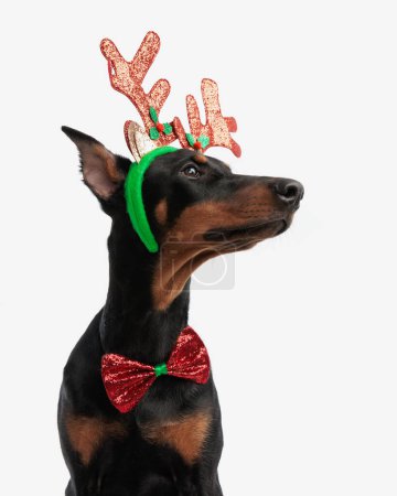 Photo for Closeup of stylish dobermann wearing halloween costume and bowtie looking to side while sitting on white background - Royalty Free Image