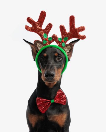 Photo for Classy dobermann wearing reindeer antlers and red bowtie on white background - Royalty Free Image